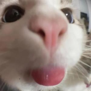 Channel Profile Picture
